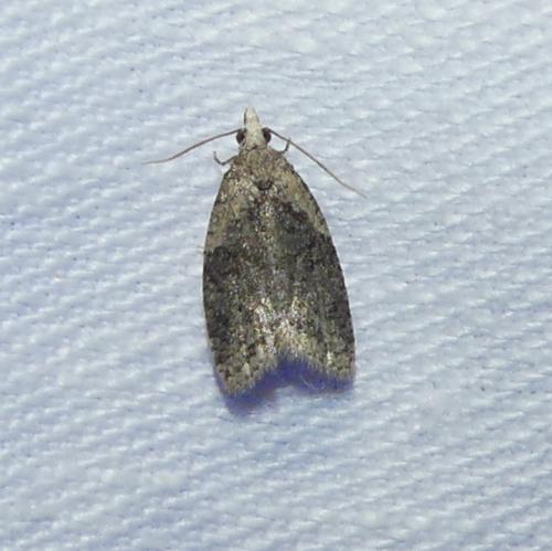 Capua vulgana